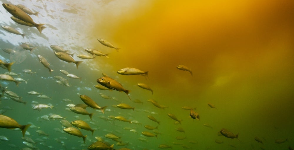 Cortez grunt fish swim beneath a “red tide” algae bloom near the Bat Islands in Costa Rica’s Santa Rosa National Park.